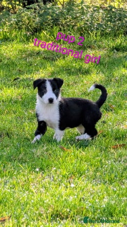 Border Collie dogs - Advert 1
