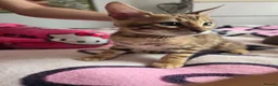 Bengal cats for sale: 😺5 Exceptional Bengal Kittens 😸 male - Advert 18