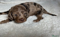 Cockapoo dogs for sale: Choc Merle F1 Cockapoo are back  - Image 1