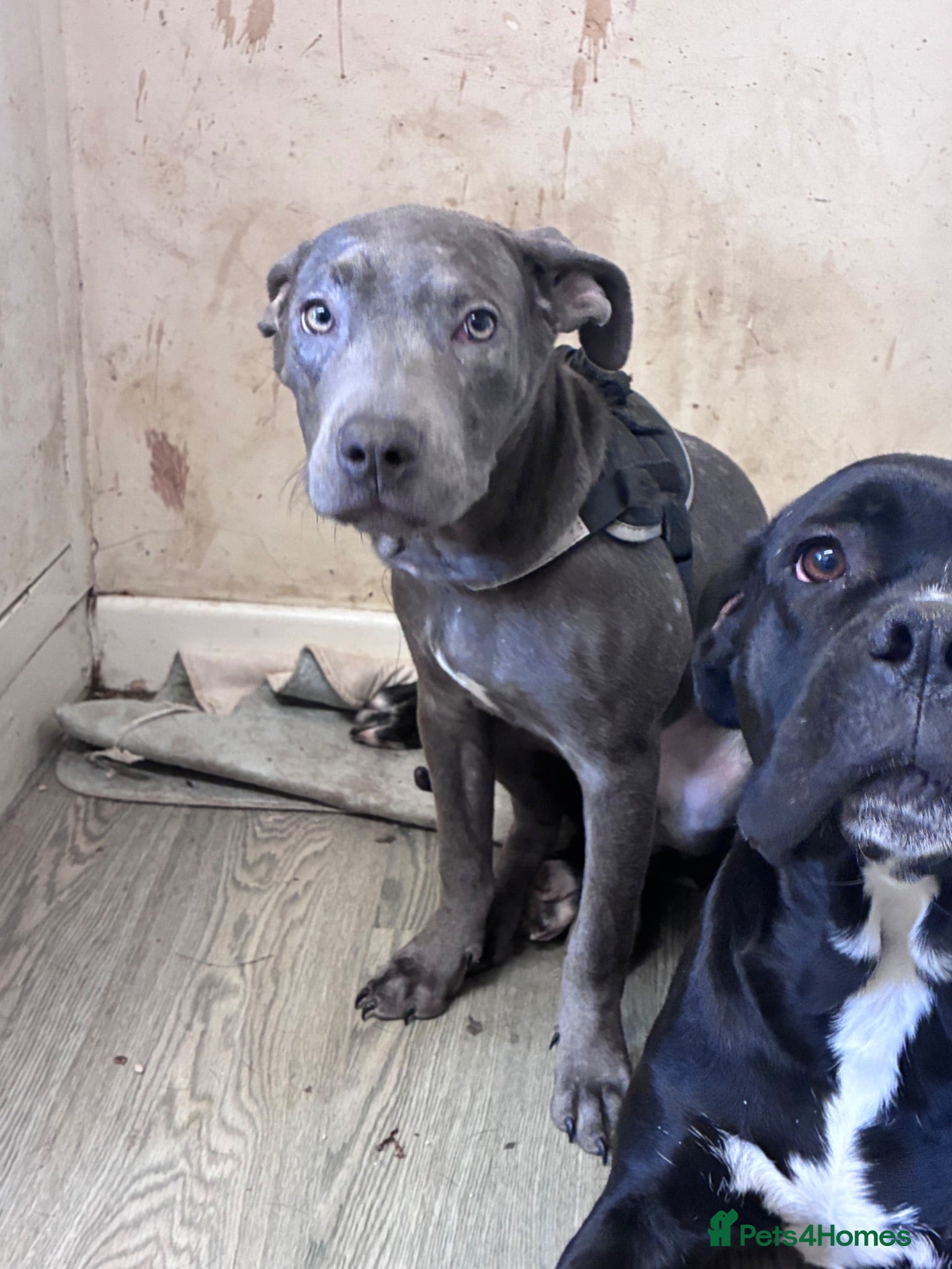 Mixed Breed dogs Lurcher cross pup  - Advert 4