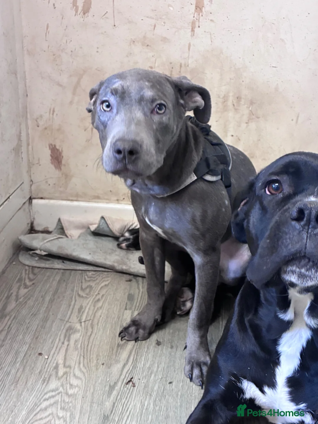 Mixed Breed dogs for sale: Lurcher cross pup  - Advert 1