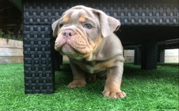 Olde English Bulldogge dogs for sale: 07496730941 - only 1 boy remaining  - Image 15