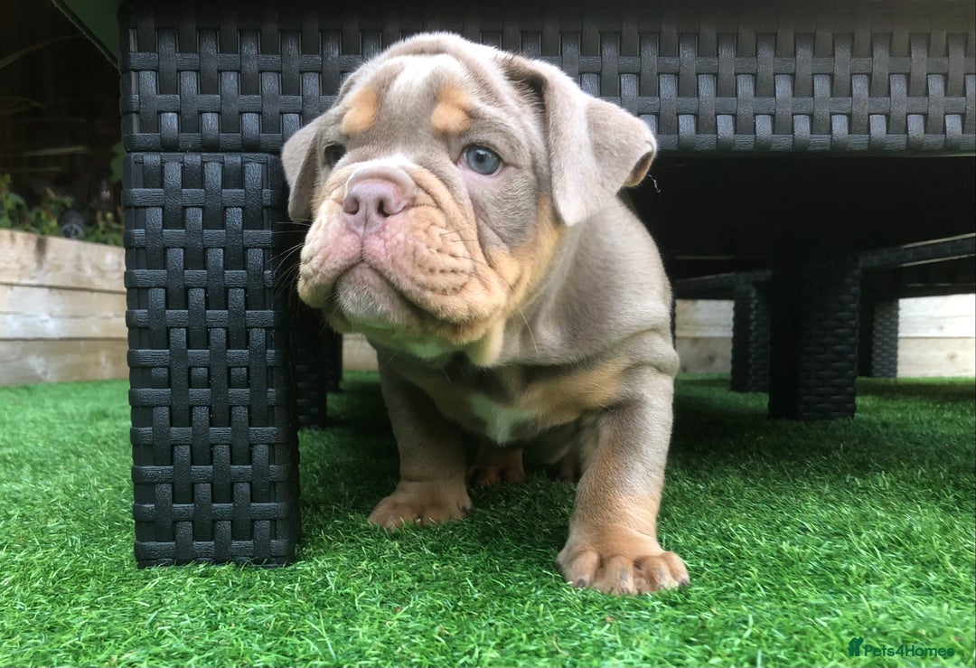 Olde English Bulldogge dogs for sale: 07496730941 - only 1 boy remaining  - Image 15