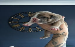 Mixed Breed dogs for sale: English bulldogs  - Advert 21