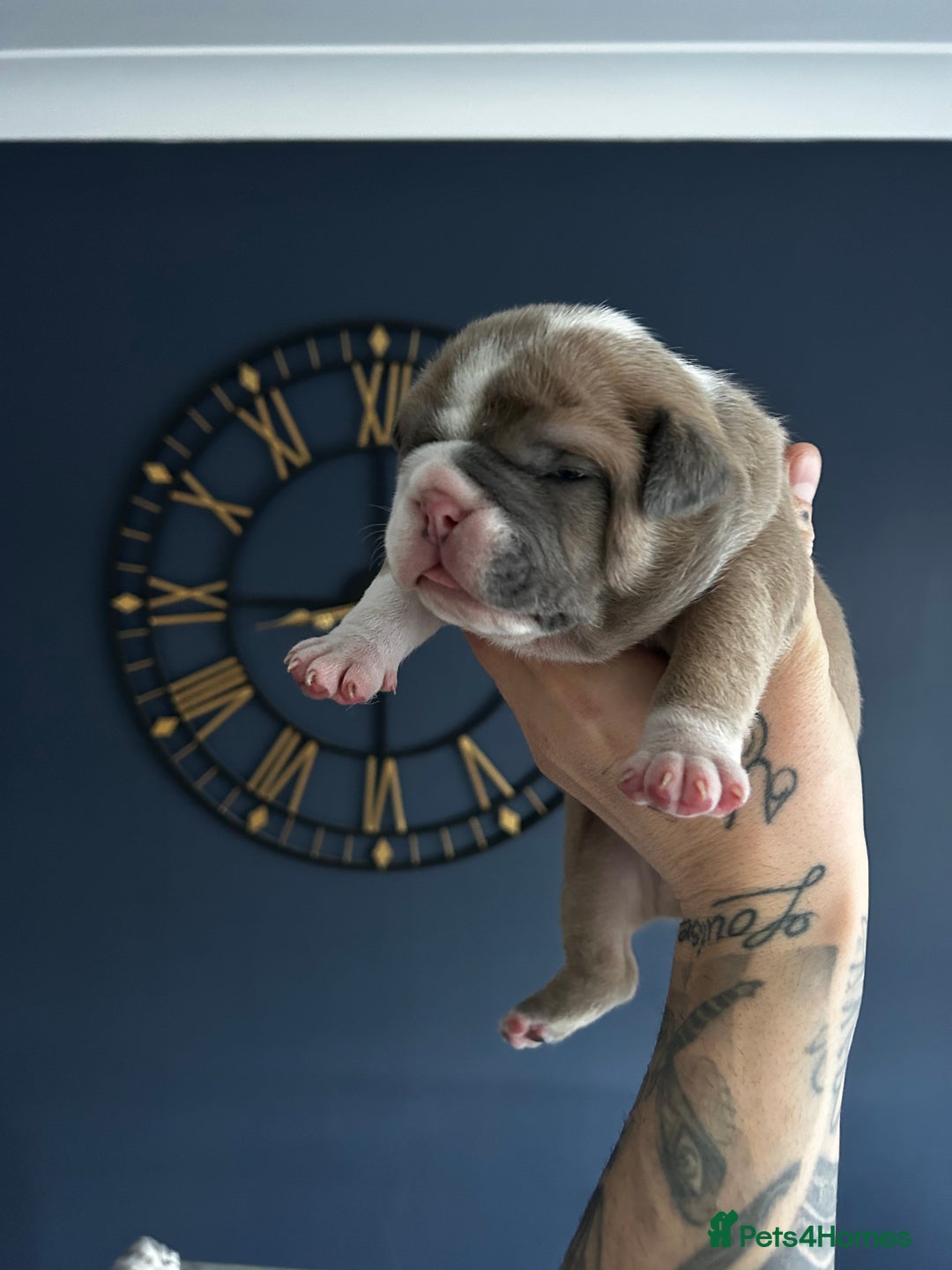 Mixed Breed dogs for sale: English bulldogs  - Advert 21