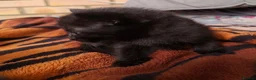 Mixed Breed cats for sale: KITTENS FOR SALE in Bristol - Advert 10