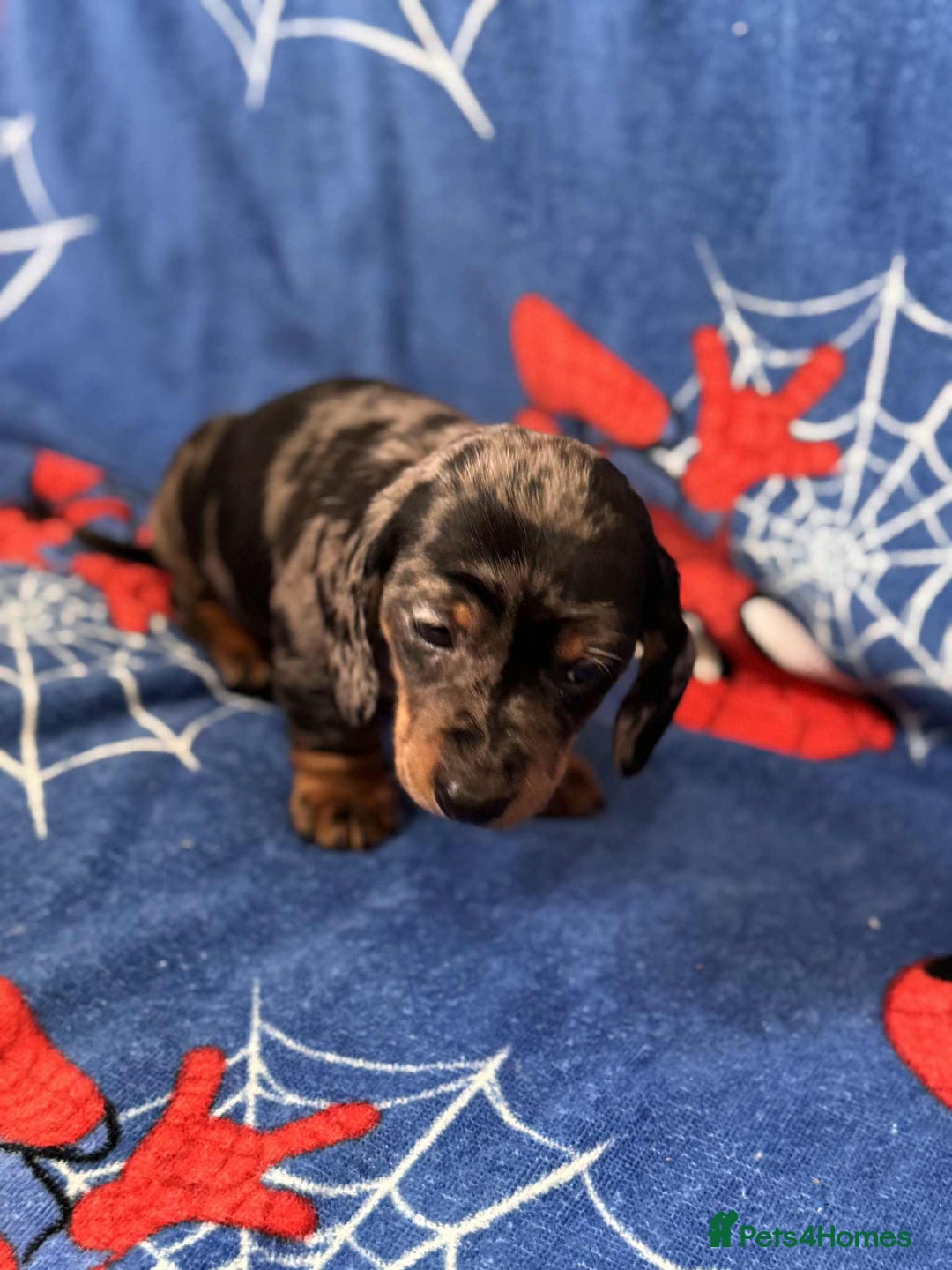 Miniature Dachshund dogs for sale: Miniature dachshund  - Advert 19