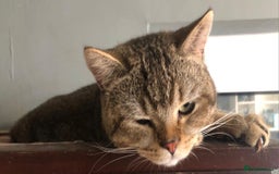 British Shorthair cats for sale: GCCF Active entire male - Image 10