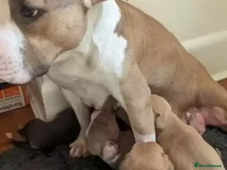 Rottweiler dogs Rottweiler - Advert 3