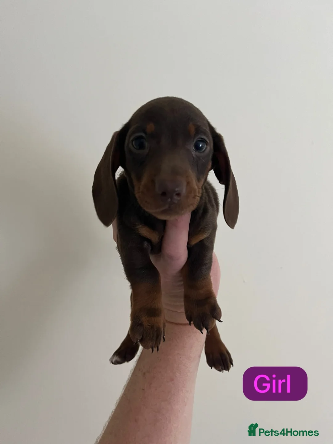 Miniature Dachshund dogs for sale: Dachshund  - Advert 2