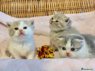 Scottish Fold cats 🧸😻ABSOLUTELY BEAUTIFUL TICA SCOTTISH/BSH😻🧸 - Advert 1
