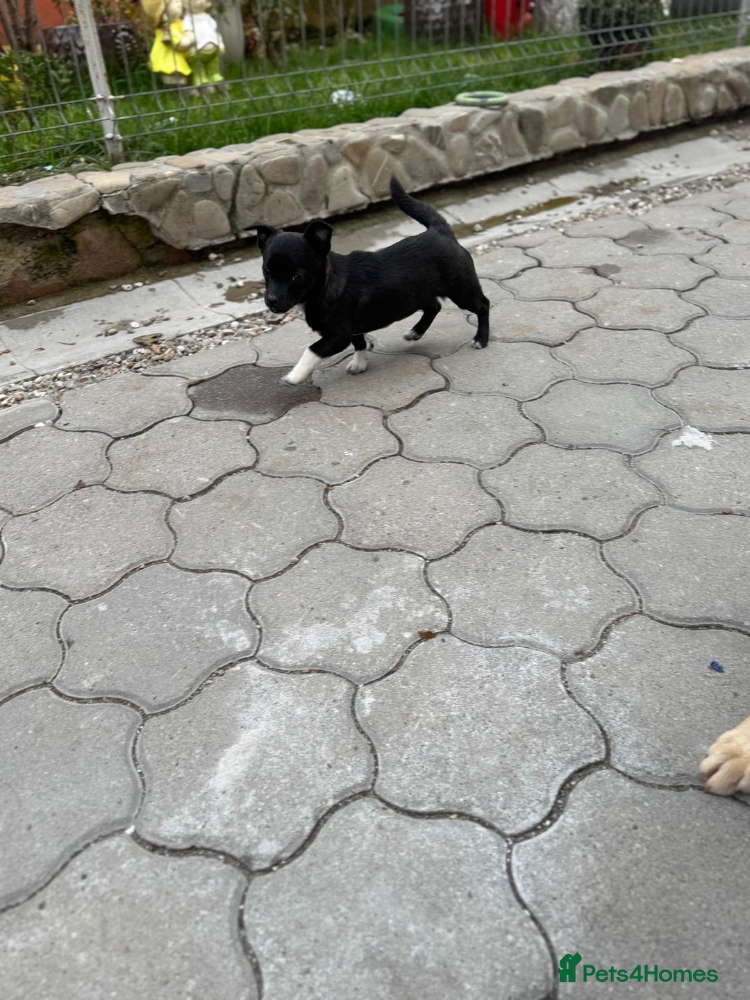 Mixed Breed dogs for adoption: FLORA - a Lovely tiny puppy girl for a Loving Home - Advert 20