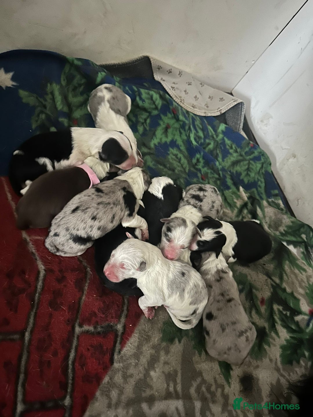 Border Collie dogs for sale: Collie pups mixed litter - Advert 2