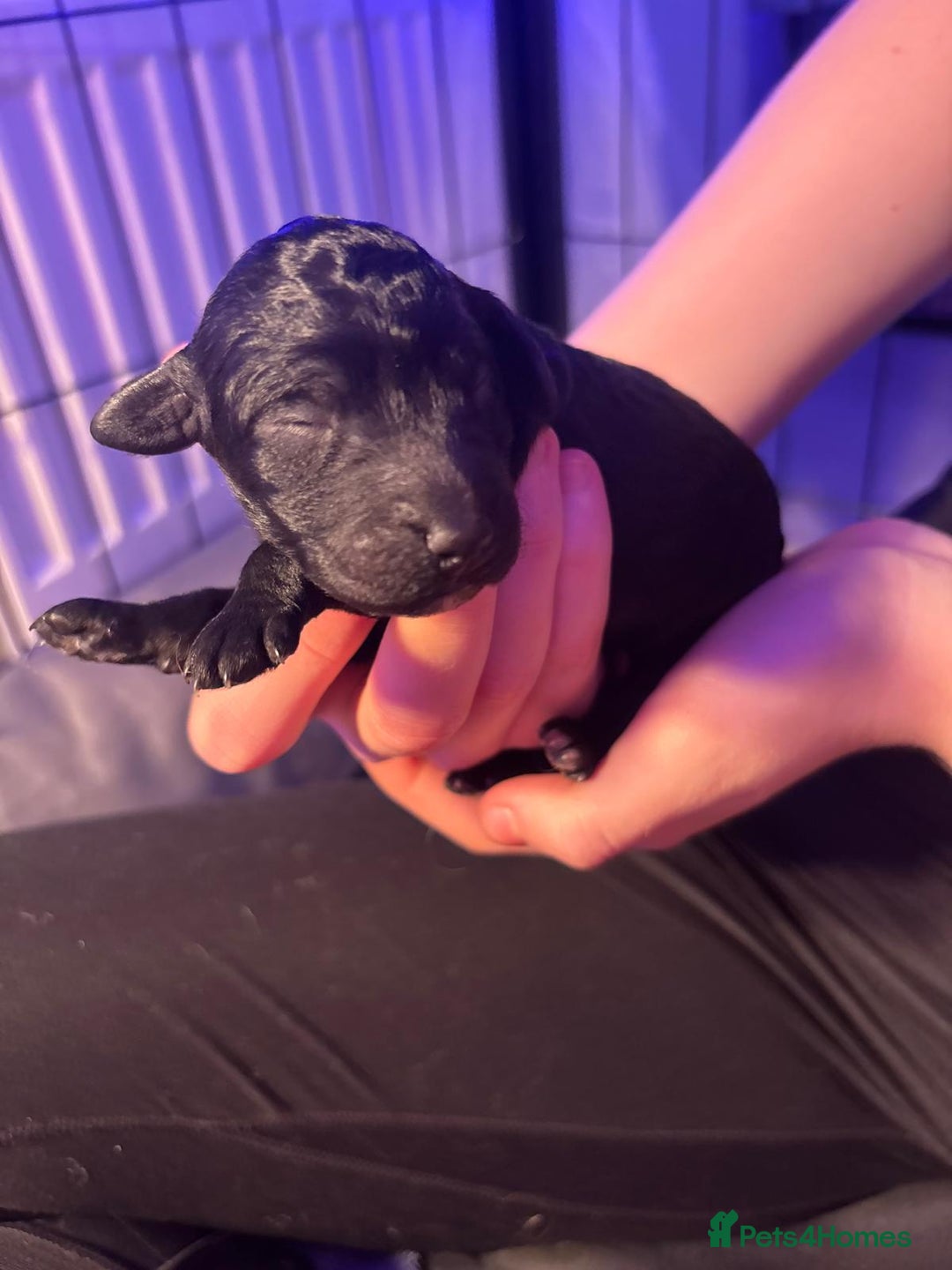 Mixed Breed dogs for sale: Goldendoodle x Irishdoodle puppies - Advert 4