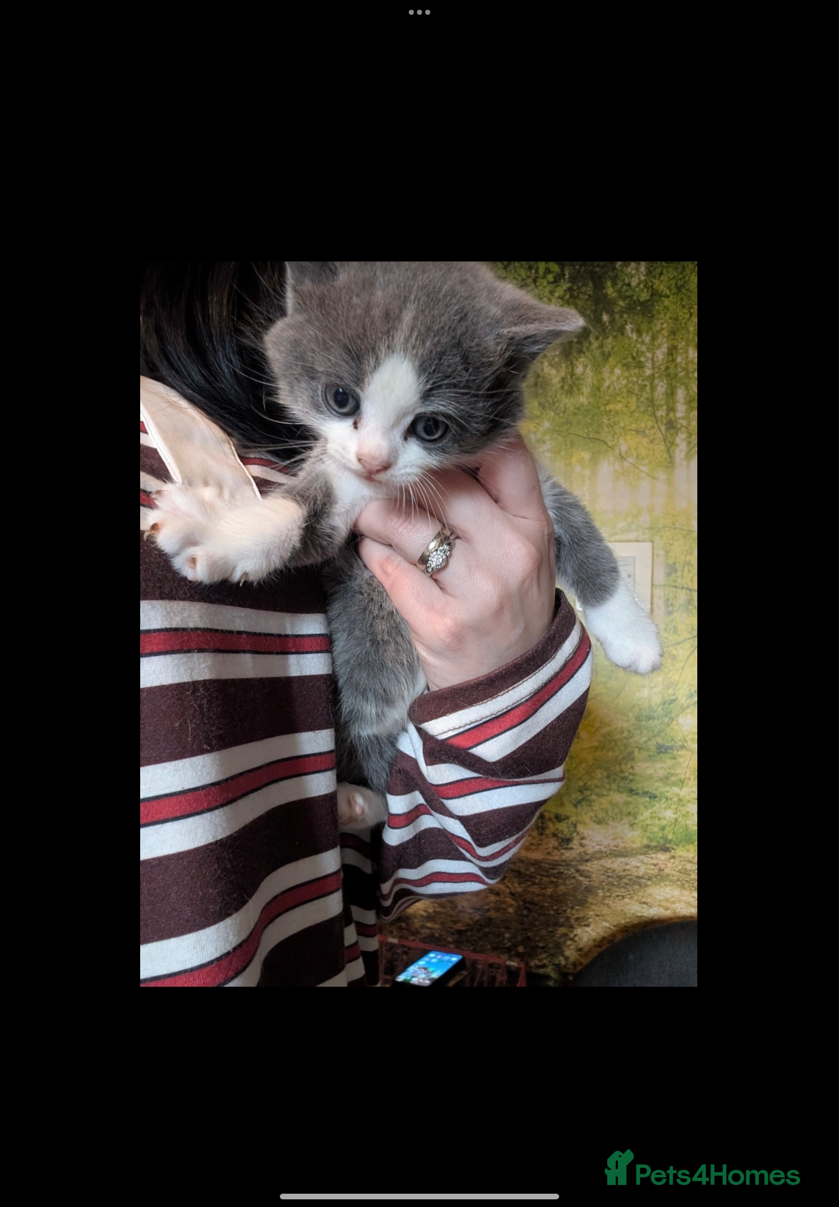 British Shorthair cats British shorthair kittens  - Advert 1