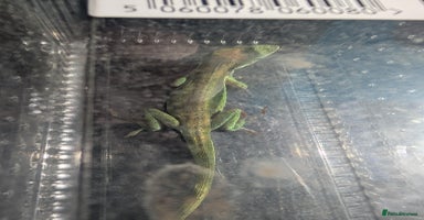 Anole reptiles - Advert 4