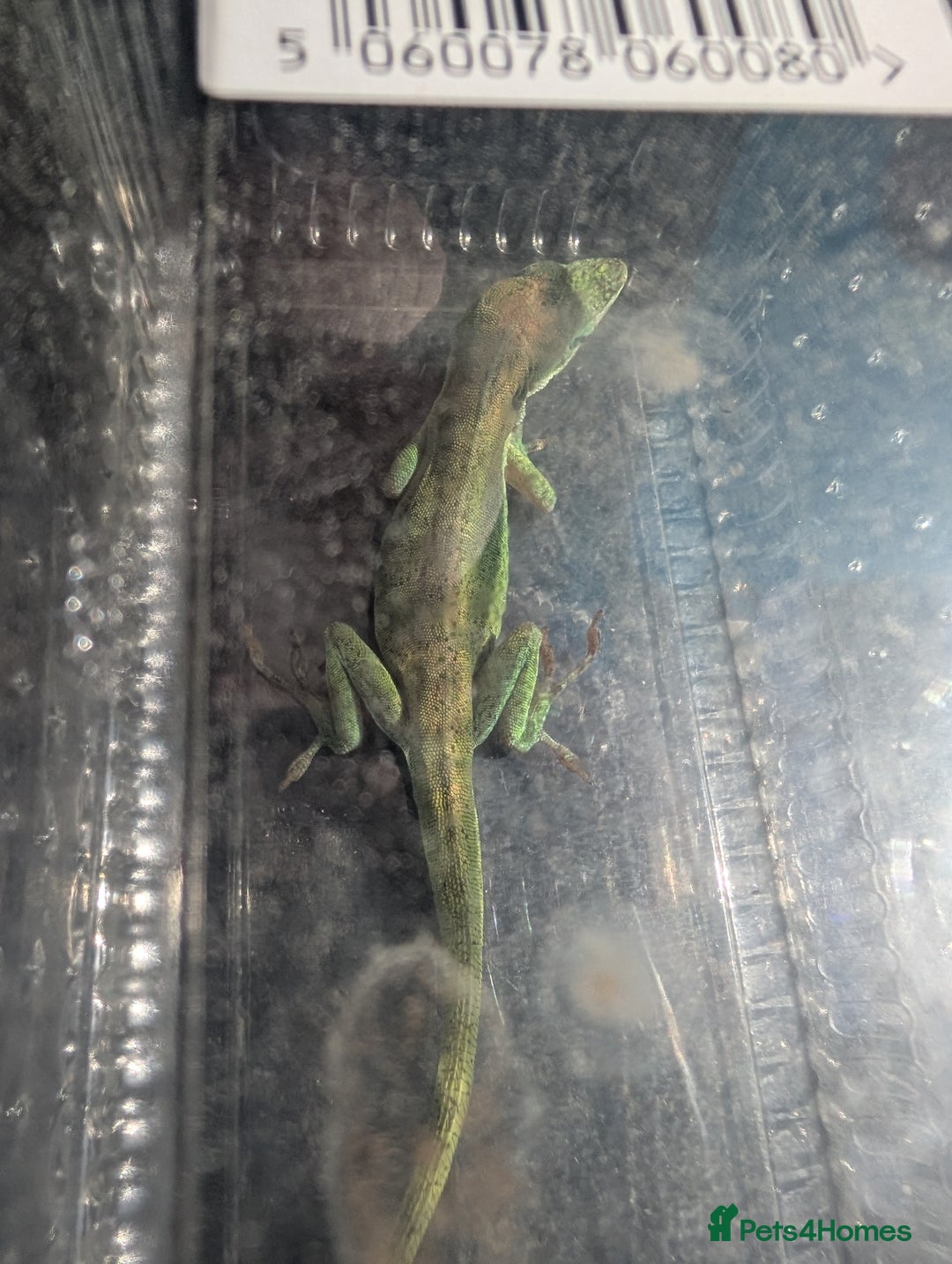 Anole reptiles for sale: Green anole + tank - Image 3