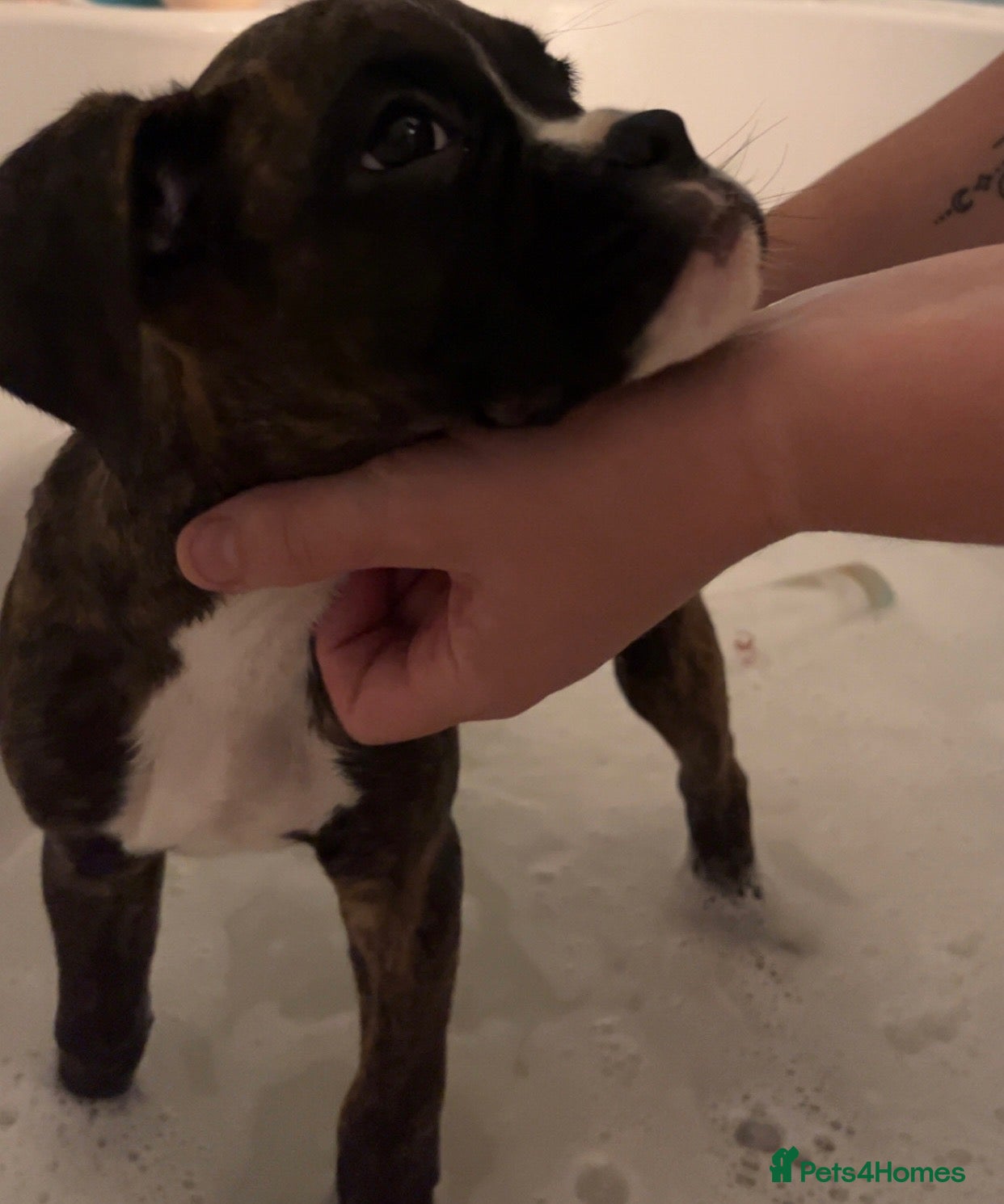 Boxer dogs KC Registered Boxer Puppies - health tested - Advert 2