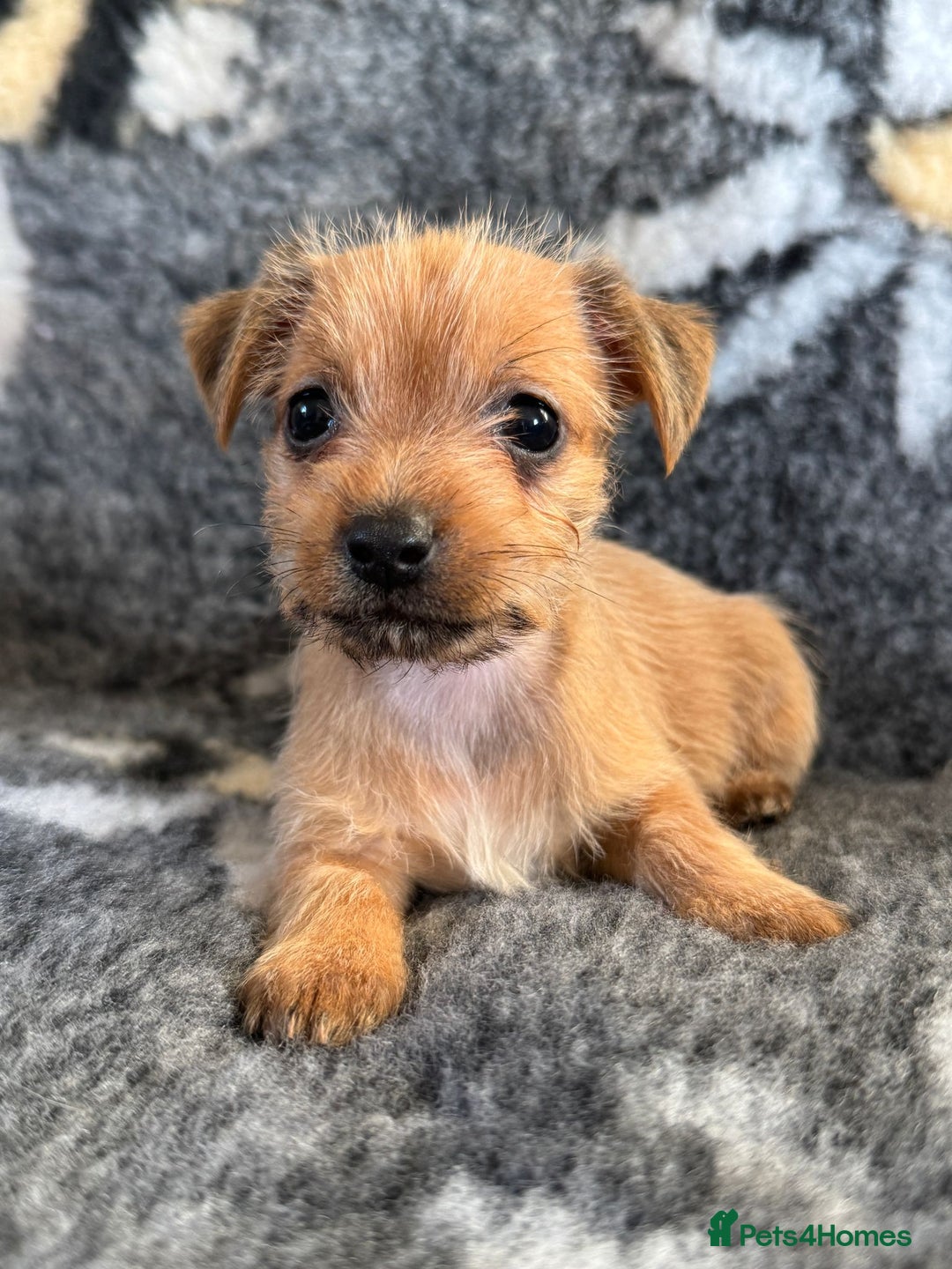 Jack Russell dogs for sale: Stunning Jack Russell pups - Image 12