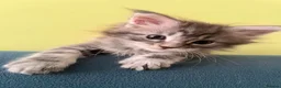 Maine Coon cats for sale: Female Pure Maine Coon Kitten in ELY - Advert 7