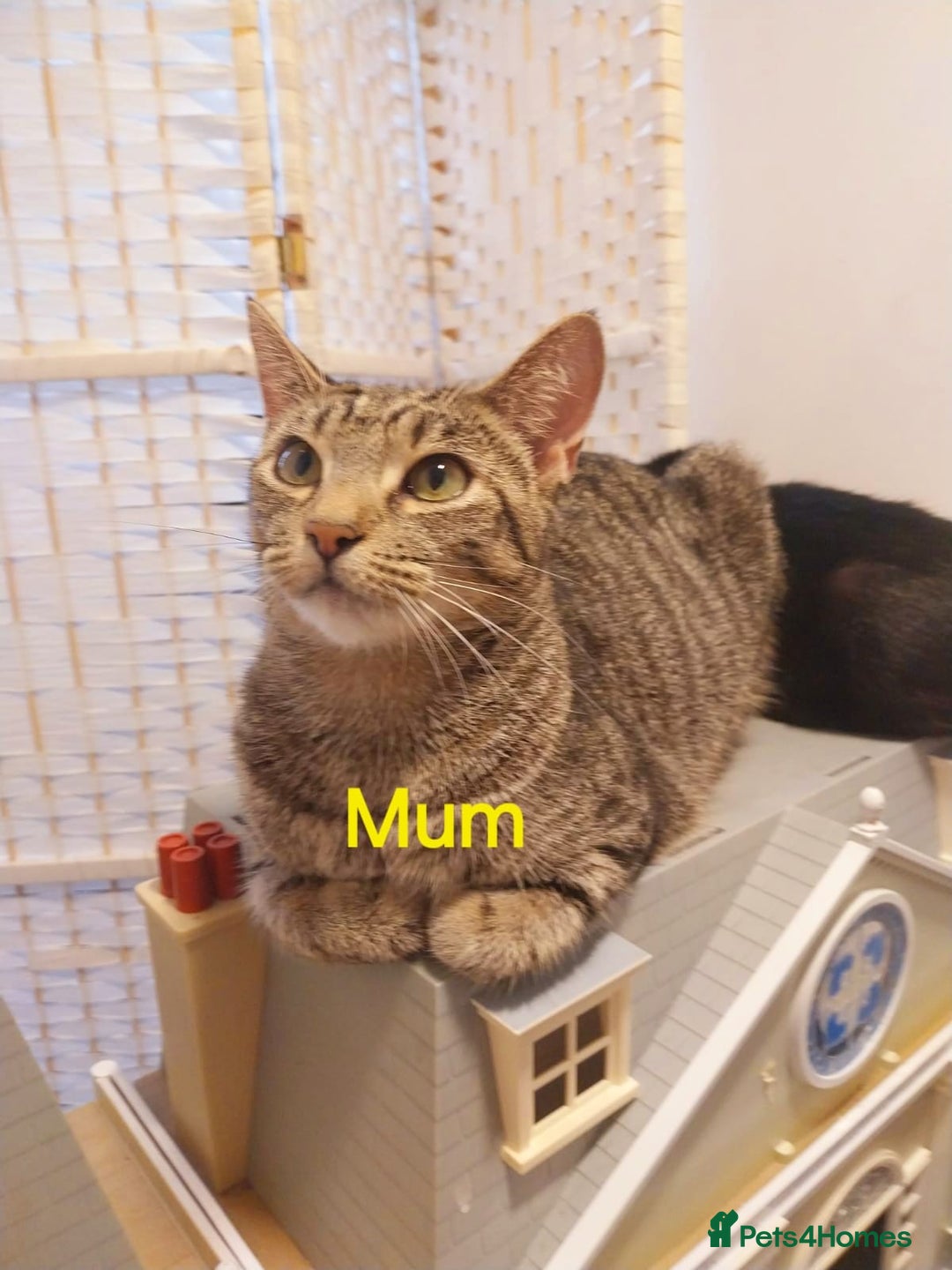 Mixed Breed cats for sale: Adorable kittens looking for a loving home - Advert 2