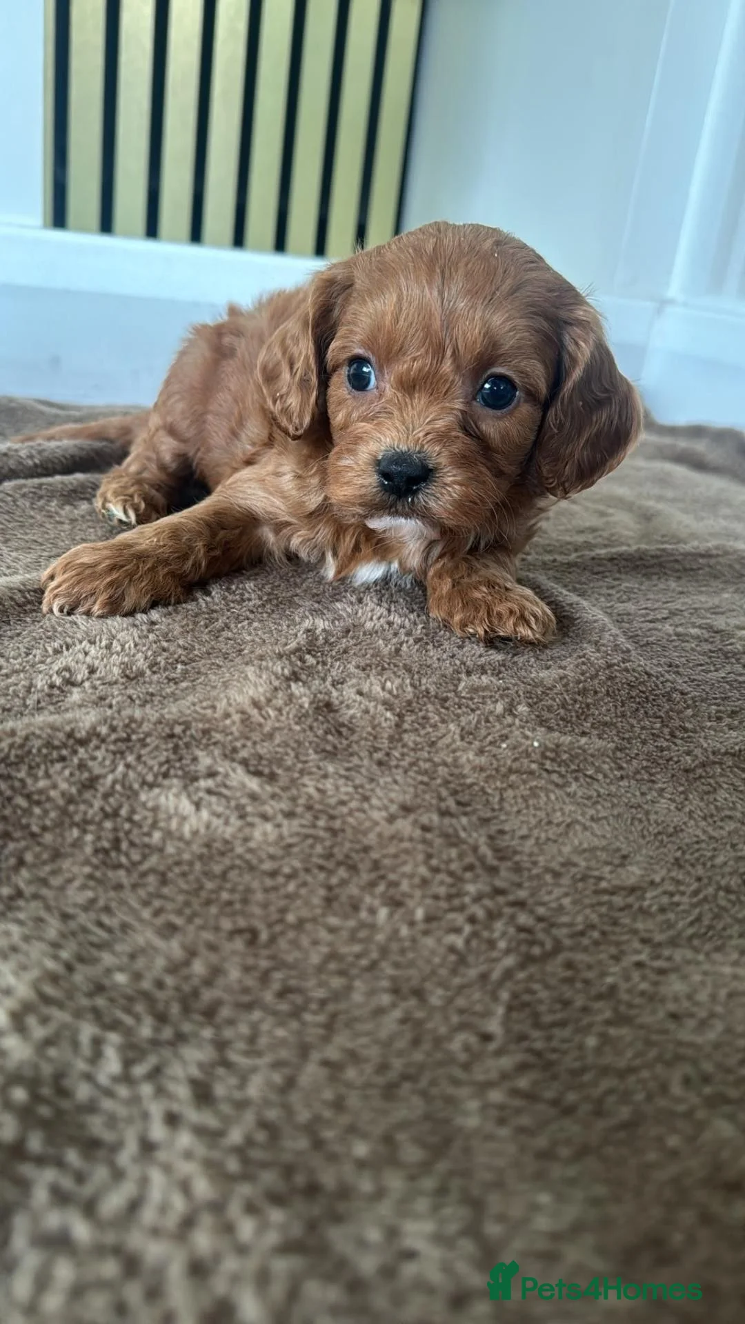 Cavapoo dogs for sale: Cavapoo puppy mix litte For Sale in Larbert - Advert 2