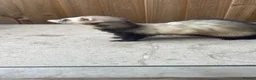 Ferret rodents for sale: Micro ferret kits - Advert 12