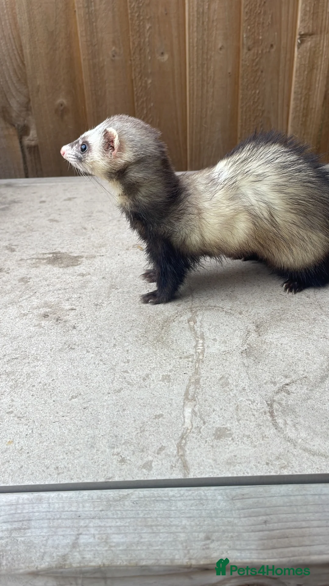 Ferret rodents for sale: Micro ferret kits - Advert 12