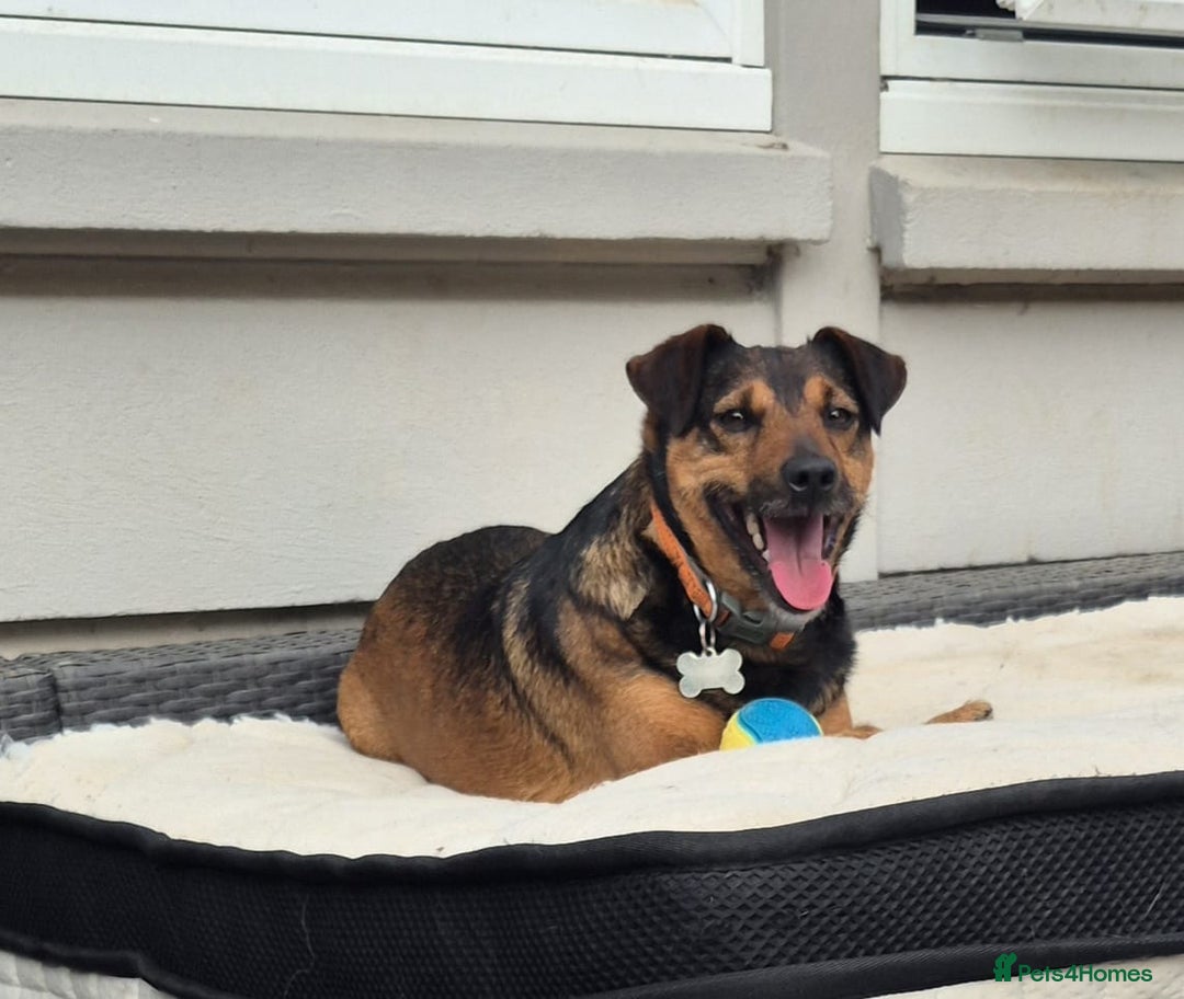 Mixed Breed dogs for adoption: 💙🐶 STAS 🐶💙 - Image 30
