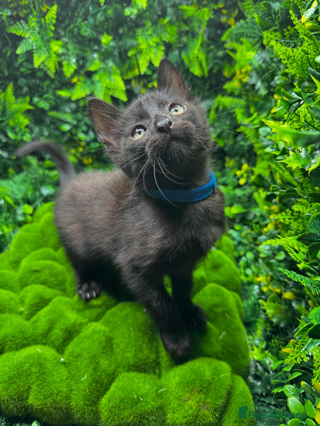 Egyptian Mau cats for sale: Smoke Egyptian MAU x Bengal spotted&marble kittens - Image 11