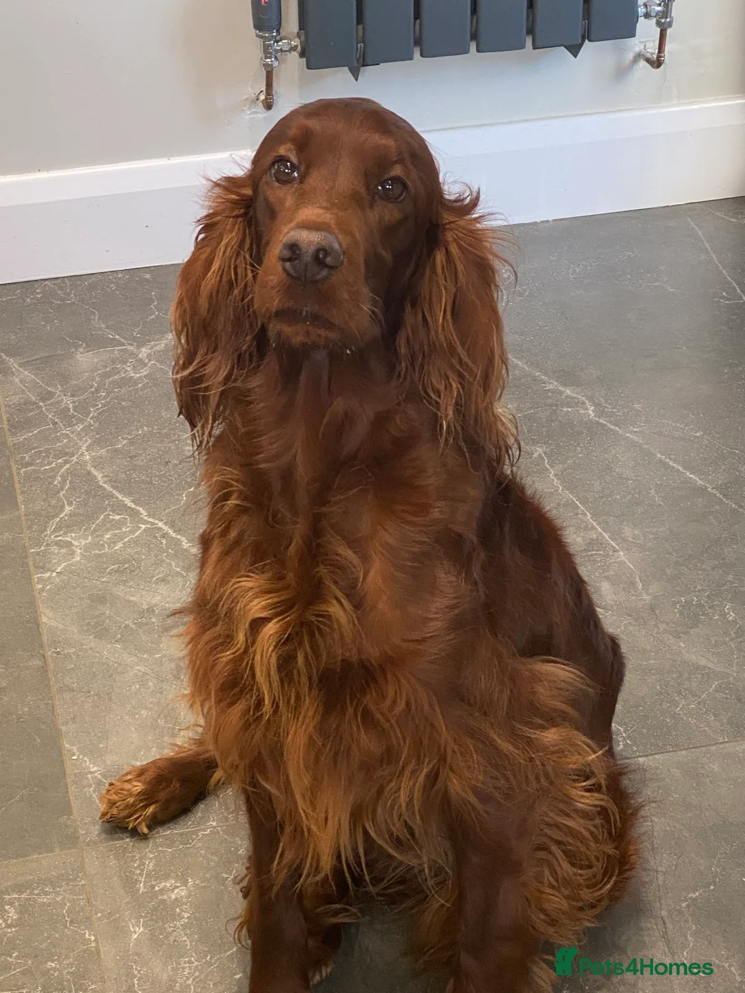 Irish Doodle dogs for sale: F1 Mini irishdoodle (JUST 1 LEFT) - Advert 9