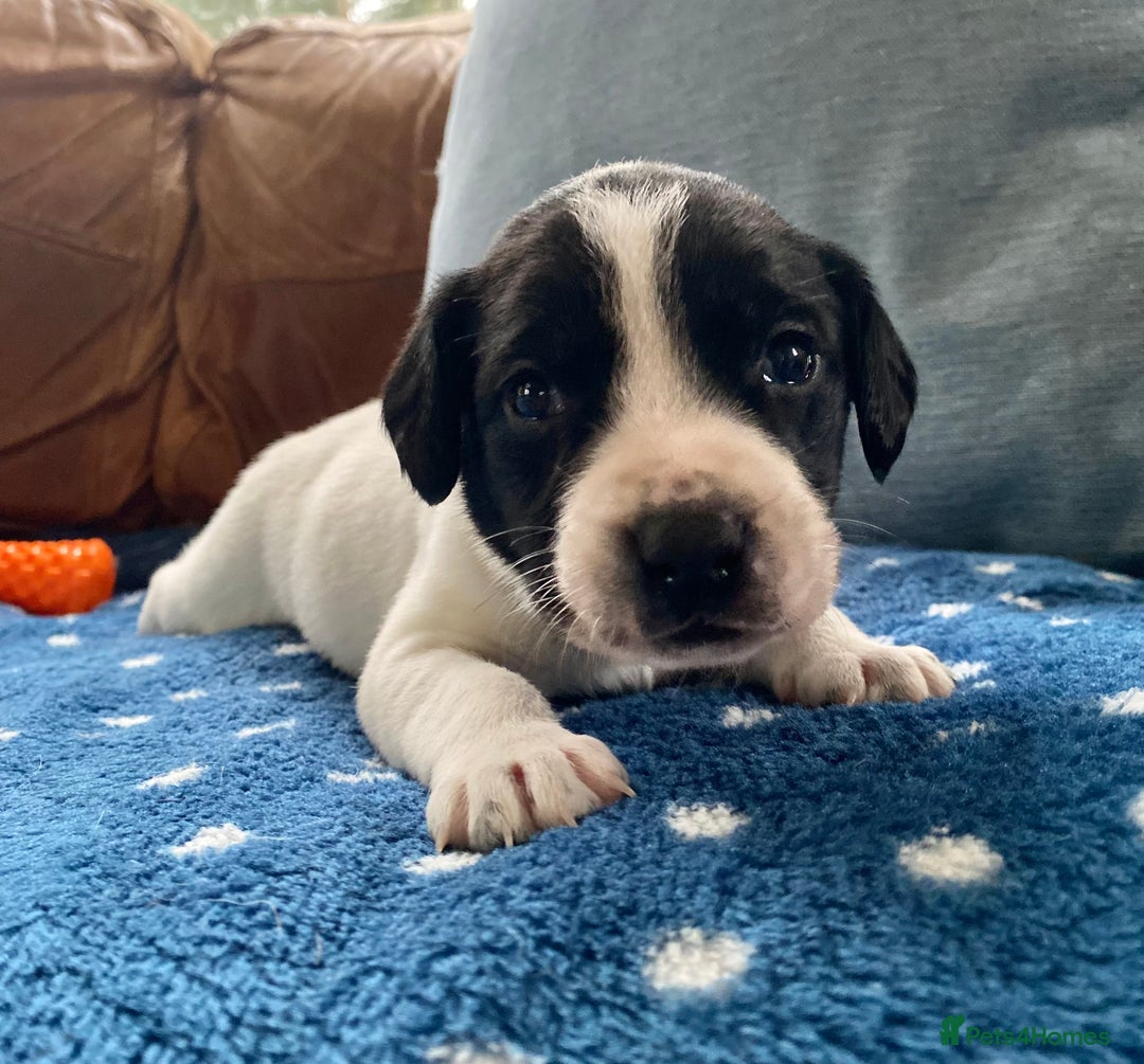 Springador dogs for sale: STUNNING SPRINGADOR PUPPIES  - Image 6