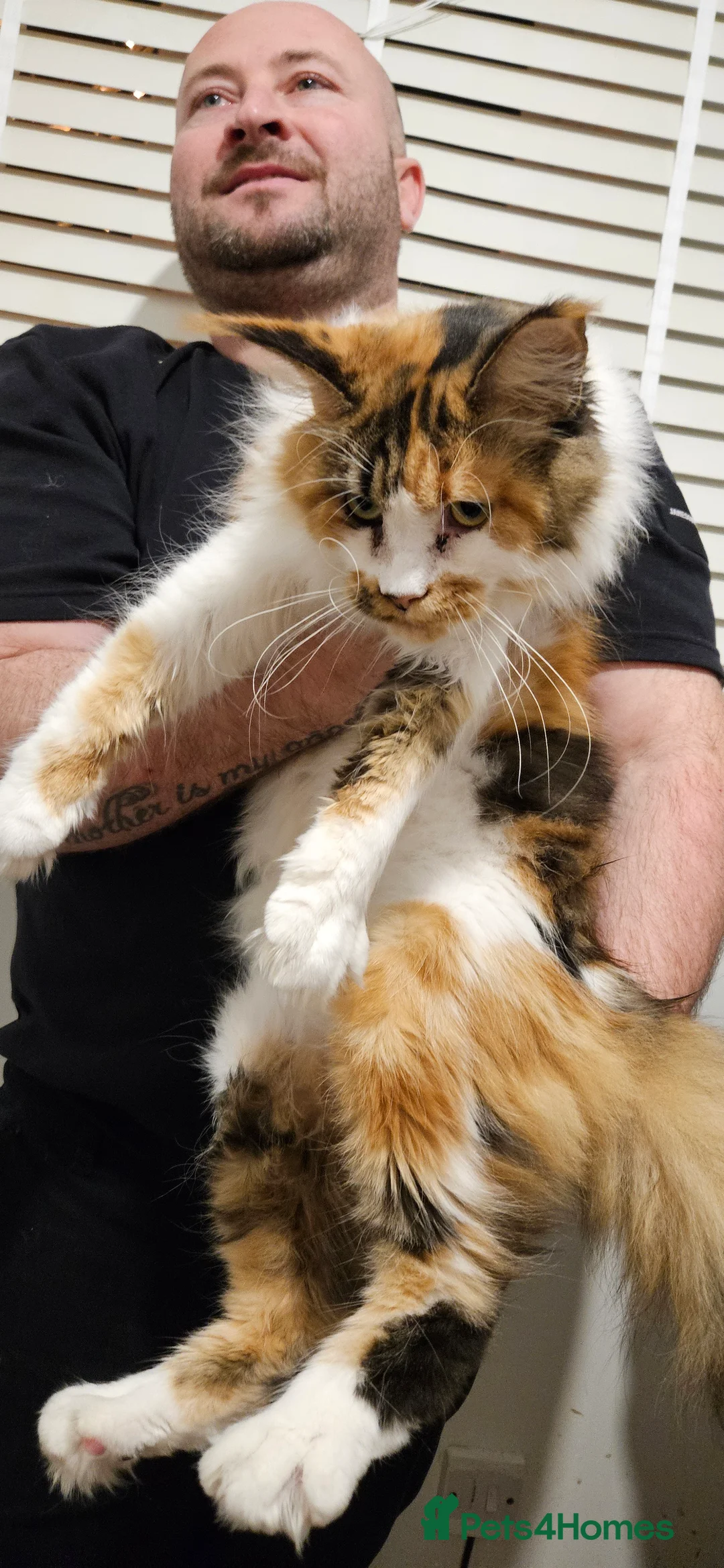 Maine Coon cats for sale: Giant Maine Coon  - Advert 10