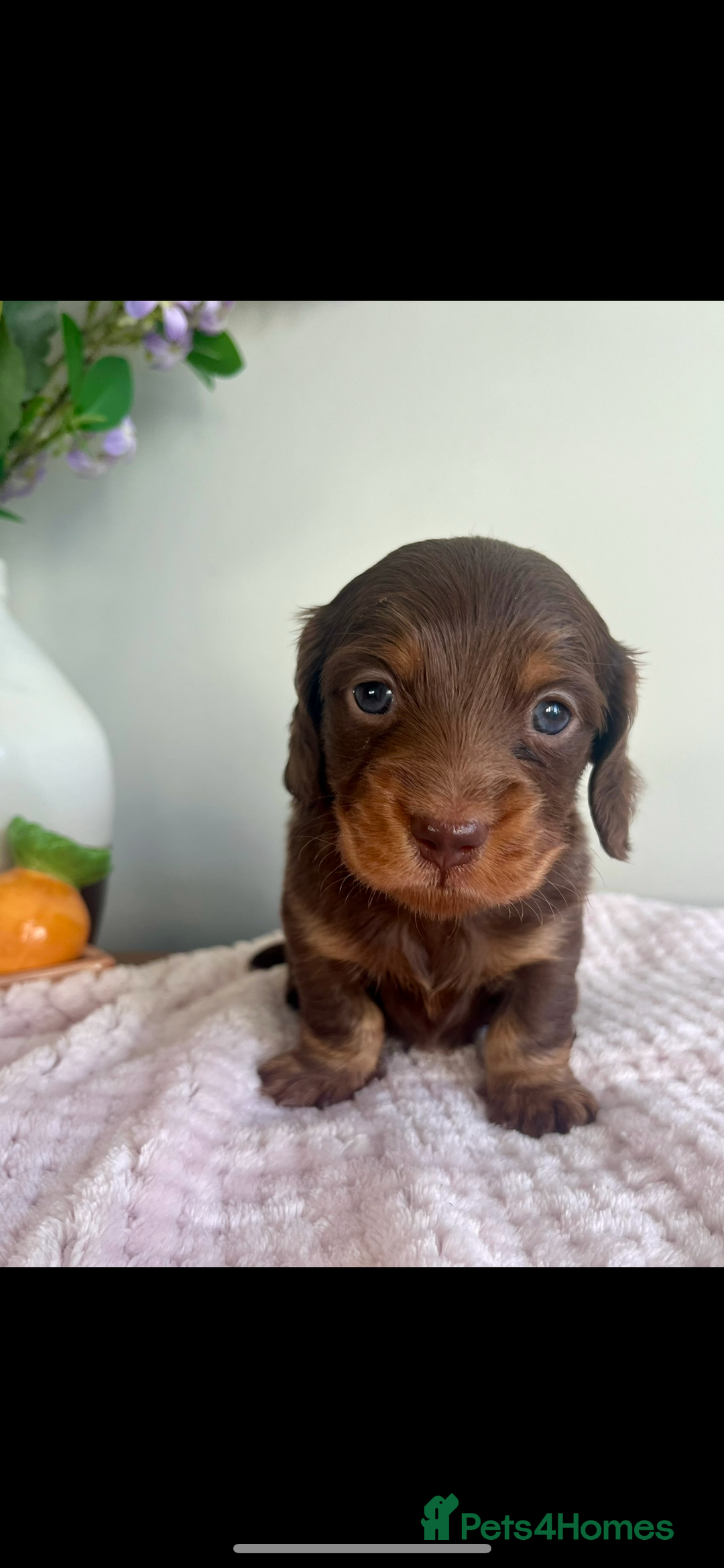 Miniature Dachshund dogs for sale: Ready to leave Mini long hair dachshund pups  - Advert 17