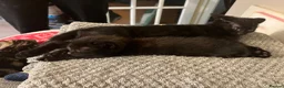 Bengal cats for sale: Beautiful Bengal cross Kittens for sale - Advert 10