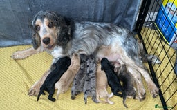 Cockapoo dogs for sale: Stunning Cockapoos - Image 16