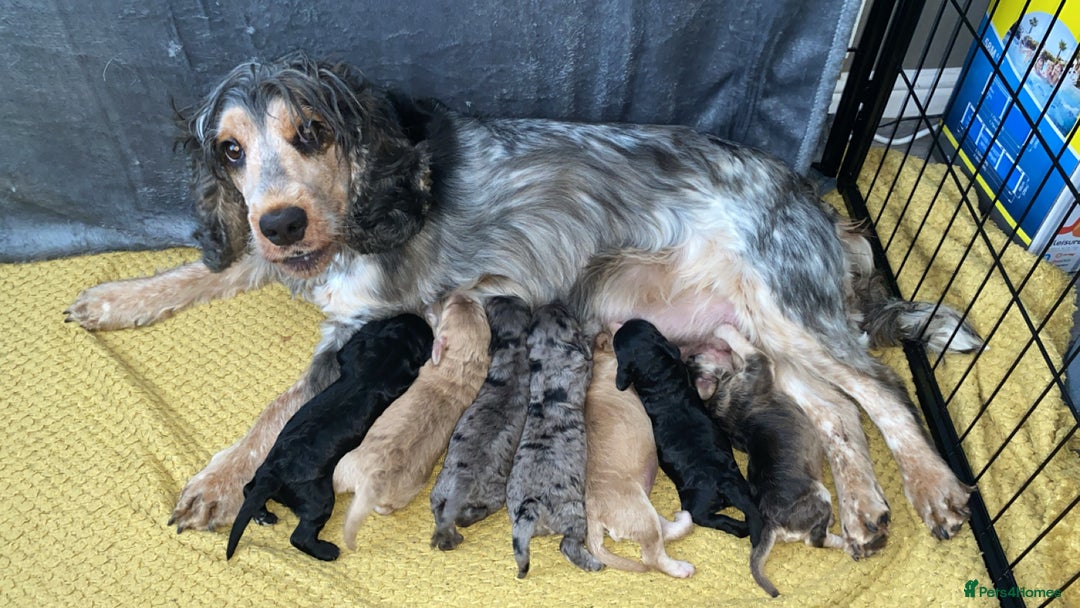 Cockapoo dogs for sale: Stunning Cockapoos - Image 16