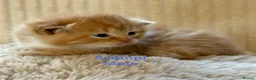 Maine Coon cats for sale: Beautiful Maine coon babies - Advert 3