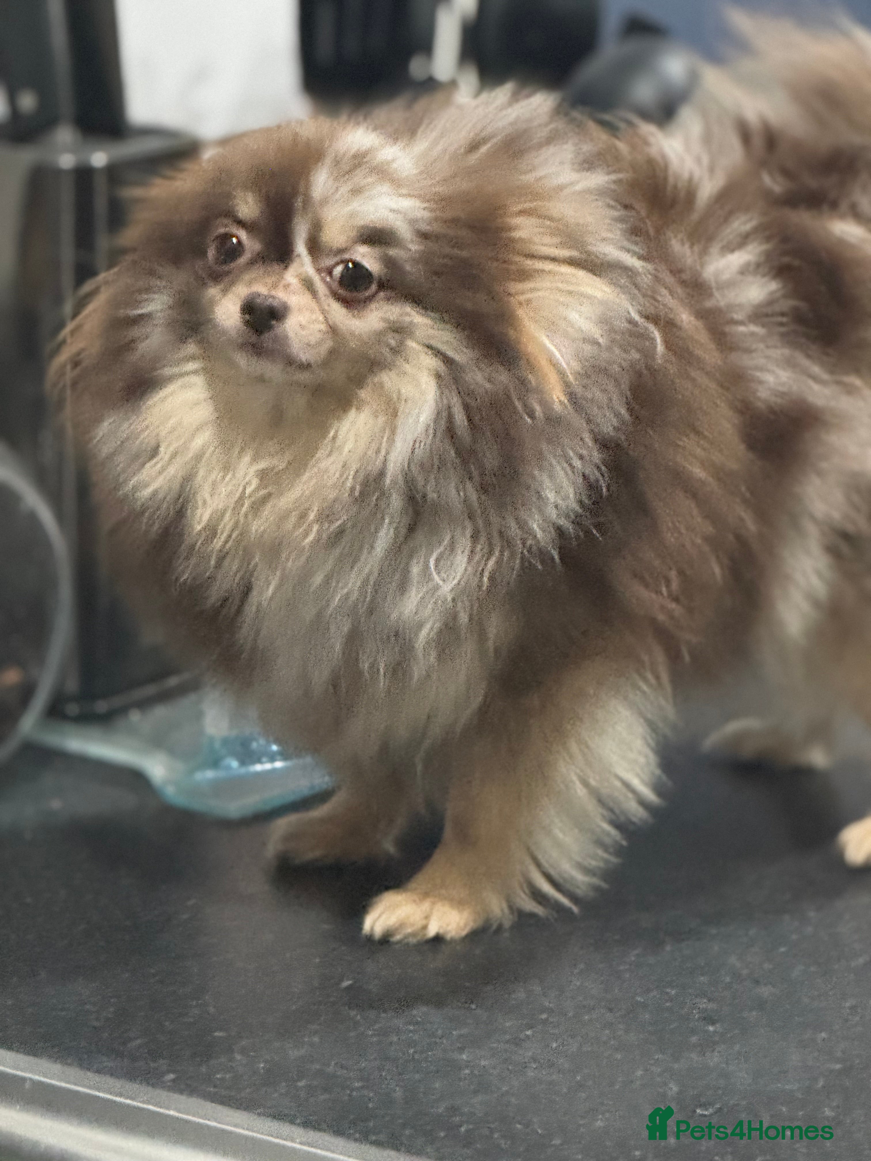 Pomeranian dogs Amazing xxs Poms bear🐻 - Advert 12