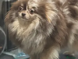 Pomeranian dogs Amazing xxs Poms bear🐻 - Advert 12