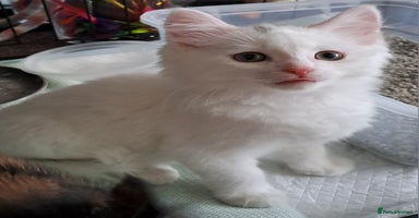 Mixed Breed cats - Advert 16