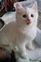 Mixed Breed cats - Advert 16