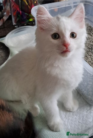 Mixed Breed cats - Advert 3