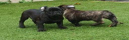 Frug dogs for sale: Gorgeous 16wk old Frugs - 3 Boys Remaining  - Advert 4