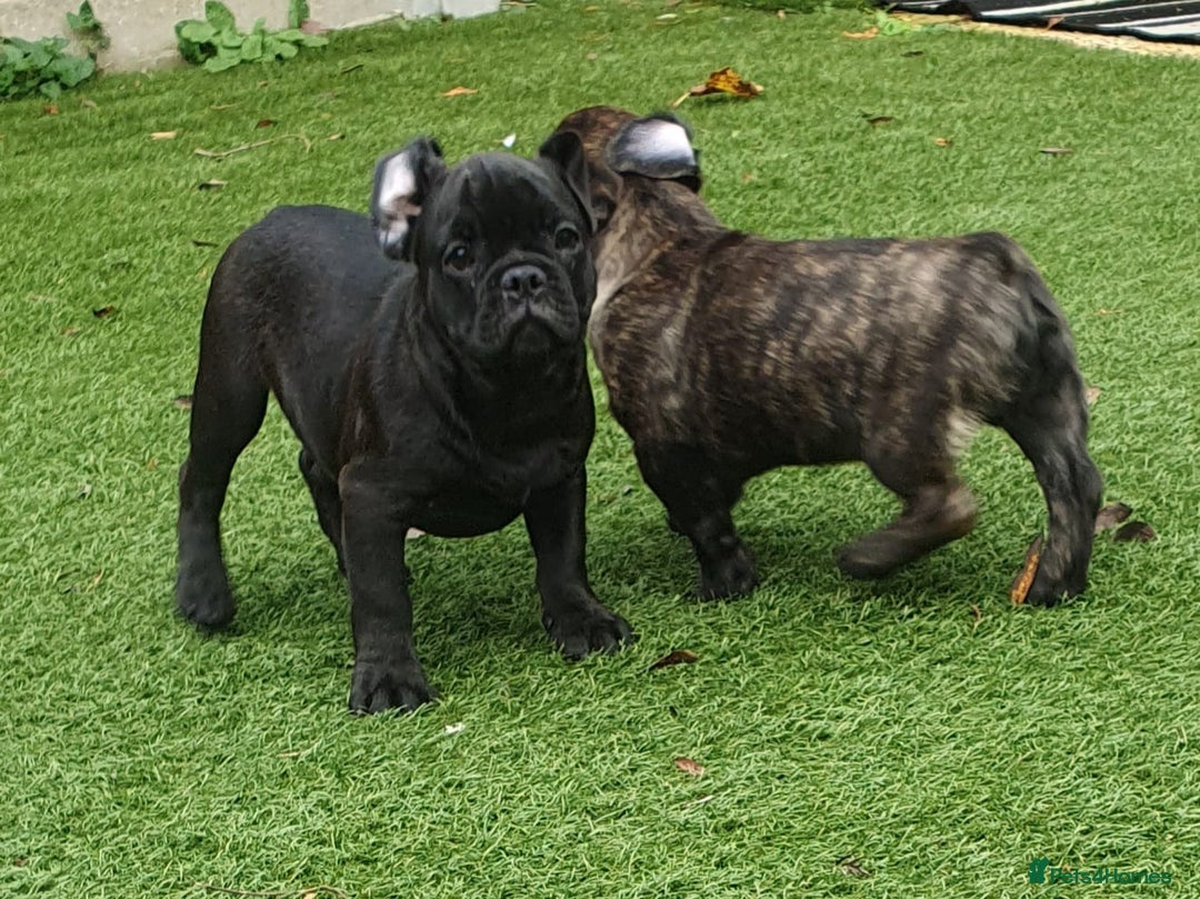 Frug dogs for sale: Gorgeous 16wk old Frugs - 3 Boys Remaining  - Advert 4