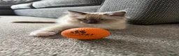 Ragdoll cats for sale: The most special gentle little boy  - Advert 3