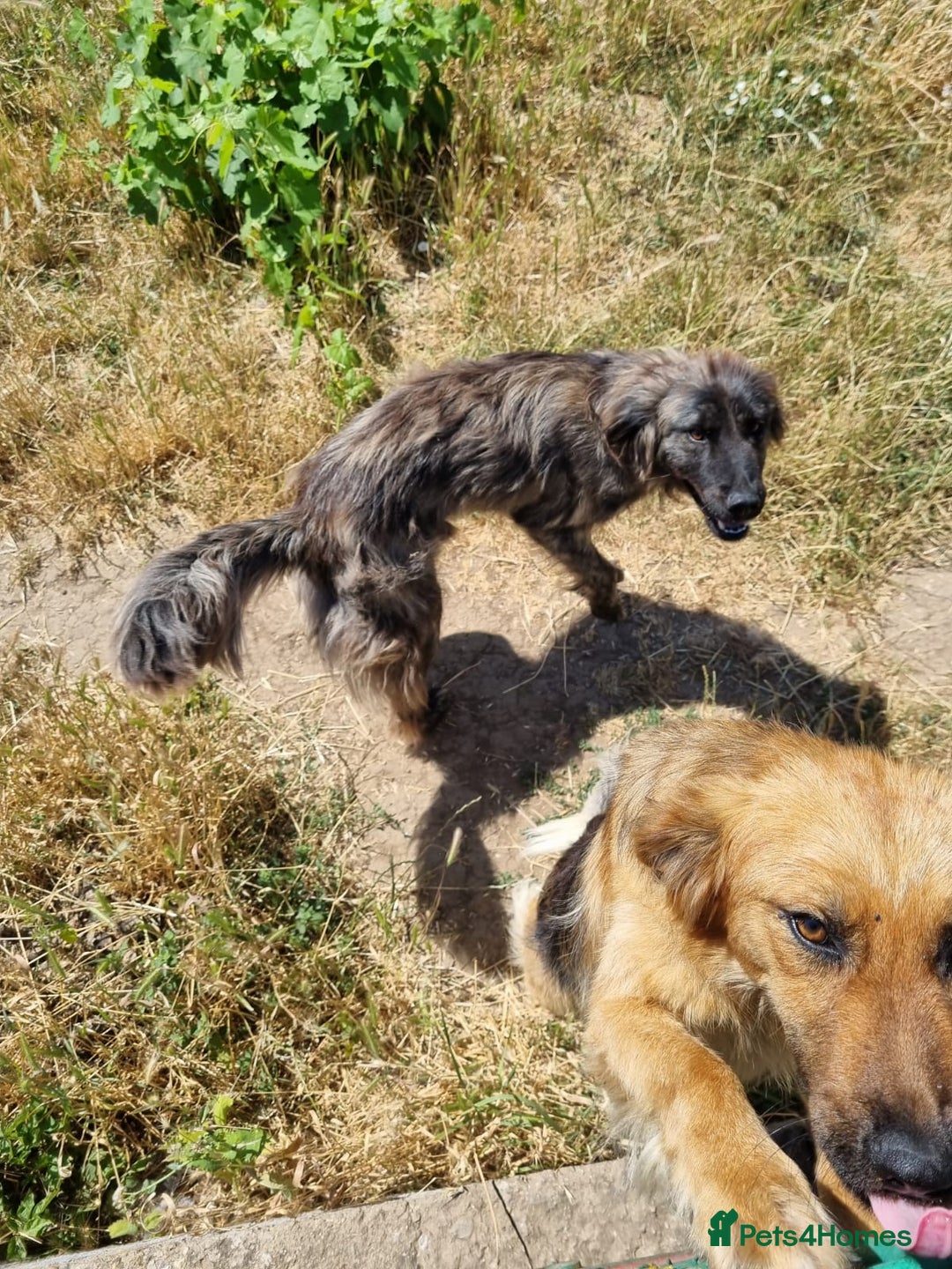 Mixed Breed dogs for adoption: 🆘‼️AT RISK OF BEING EUTHANISED! - Image 3