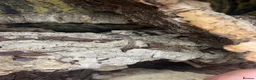 Gecko reptiles for sale: Mourning gecko enclosure and sand gecko enclosure  - Advert 21