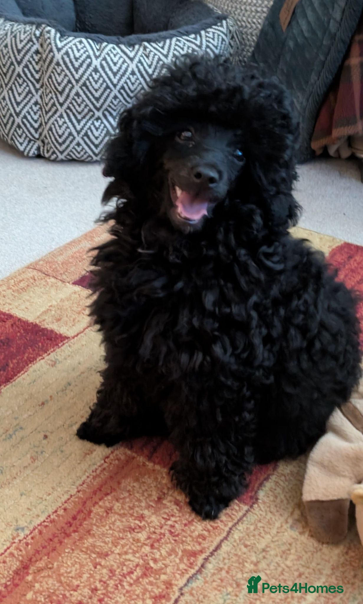 Toy Poodle dogs Toy poodle black girl KC , fully vac 16 weeks old  - Advert 2