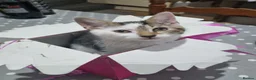 Mixed Breed cats for sale: 3 Kittens Ready to leave in Smethwick - Advert 23